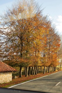 A serene rural road lined with vibrant autumn trees, bathed in the soft glow of morning light The