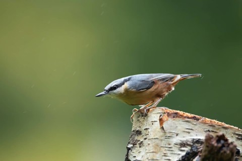 Eurasian nuthatch (Sitta europaea) adult bird on a tree stump in a woodland, England, United