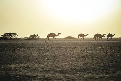 Dromedaries (Camelus dromedarius) on their way home from the pasture to the farm, Dhofar, Oman