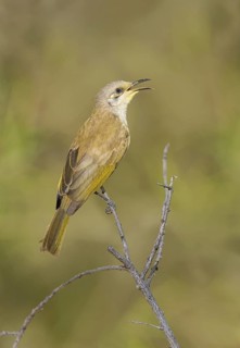 Brown Honeyeater (Lichmera indistincta) singing, Australia