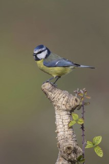Eurasian Blue Tit (Cyanistes caeruleus), Portugal