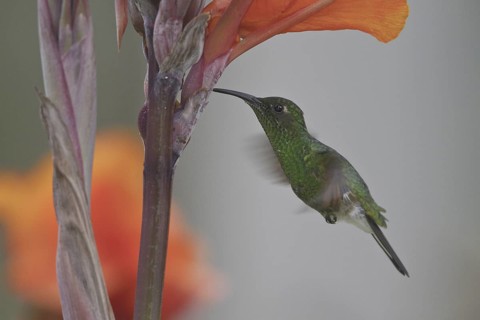 Stripe-tailed Hummingbird (Eupherusa eximia), Costa Rica