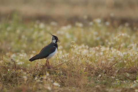 Northern lapwing or Green plover (Vanellus vanellus) adult wading bird calling in an arable