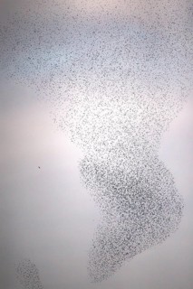 Common Starling (Sturnus vulgaris) huge flock flying in formation with Peregrine Falcon (Falco