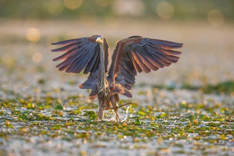 Purple heron (Ardea purpurea), the bird searches for prey in shallow water in the early morning and