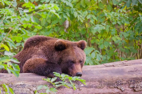 A young male Eurasian brown bear (Ursus arctos arctos) rests on a rotting log lying on the ground