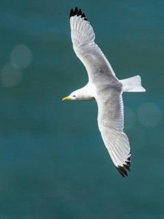 Black-legged Kittiwake, Rissa tridactyla, bird in flight over sea
