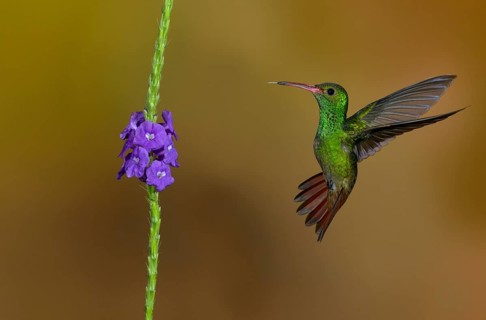 Rufous-tailed Hummingbird (Amazilia tzacatl) at the Nature Pavilion in La Virgen, Costa Rica