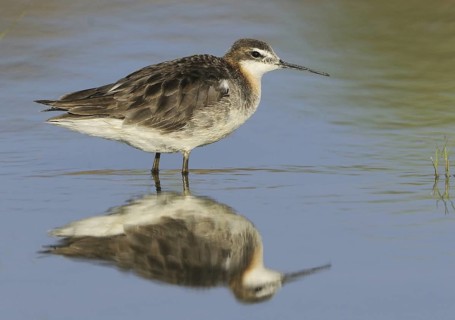 Wilson's Phalarope (Phalaropus tricolor), Alberta, Canada