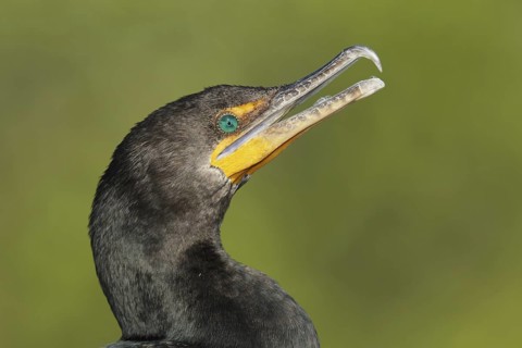 Double-crested Cormorant (Phalacrocorax auritus), Florida, USA