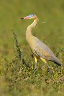 Whistling Heron (Syrigma sibilatrix) feeding in a wetland area in the Pantanal region of Brazil