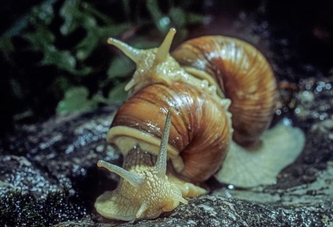 Burgundy snail, helix pomatia, roman snail, vineyard snail, couple, gastropoda, mollusca, molluscs,