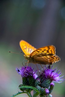 Argynnis paphia, imperial mantle, silver-washed fritillary, butterfly, high size, portrait format,