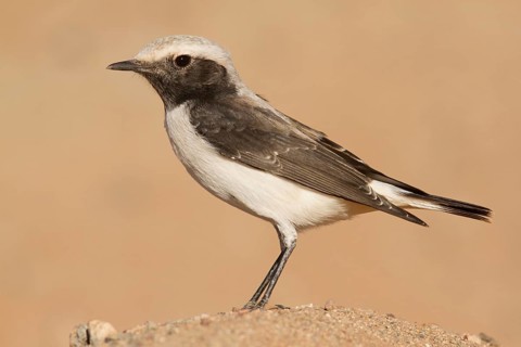 Mourning Wheatear (Oenanthe lugens) female, Morocco
