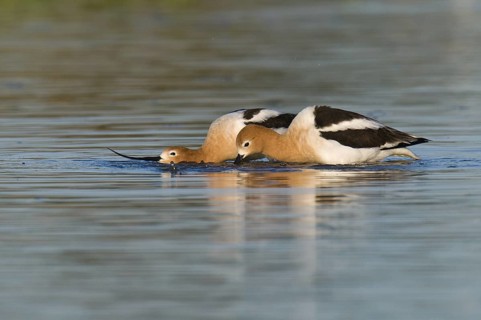 American Avocet (Recurvirostra americana), Arizona, USA