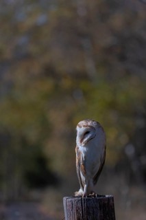 One barn owl (Tyto alba) sitting on a fence post in late evening light. Some fall foliage in the