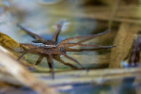 Dolomedes Fimbriatus, ridged hunting spider, Jesus spider, list spider, raft spider, spiders,