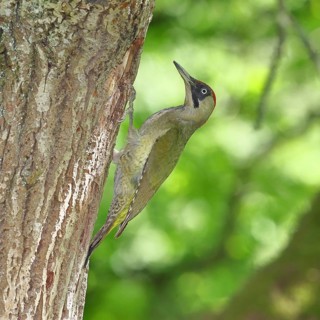 Green Woodpecker (Picus viridis) – a female at her nesting hole in an old oak tree, wildlife,
