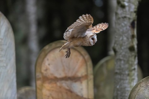 One barn owl (Tyto alba) flying on a historic graveyard in a forest between the gravestones. Green