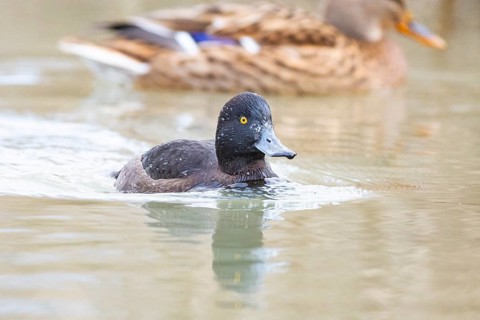 Tufted Duck (Aythya fuligula) wbl Germany