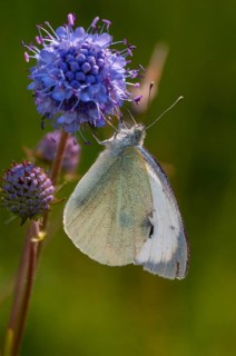 Small cabbage white, Pieris Rapae, small white, butterfly, high size, portrait format, insects,