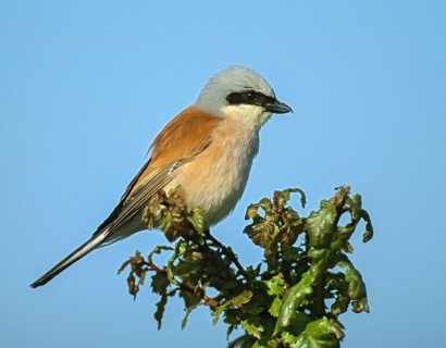 Lanius Collurio, red-backed shrike, redback shrike, birds, leo, male, passeri, songbirds,