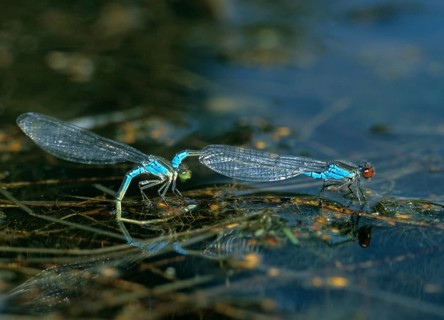 Erythromma viridulum, small pomegranate eye, small red-eyed damselfly, couple, damselflies,