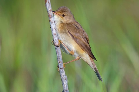 Reed Warbler, subspecies scirpaceus, (Acrocephalus scirpaceus scirpaceus), (Acrocephalus