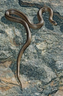 Coronella Austriaca, Black Snake, Smooth Snake, Critters, FFH, Reptilia, Reptiles, Snakes, Snakes