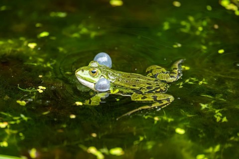 Edible frog (Pelophylax esculentus) in a little lake in the water, Bavaria, Germany