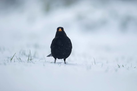 Eurasian blackbird (Turdus merula) adult male garden bird in a snow covered garden in winter,