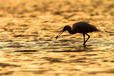 Eurasian Spoonbill (Platalea leucorodia), Castile-La Mancha, Spain