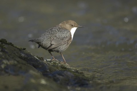 White-throated Dipper (Cinclus cinclus), Saxony, Germany