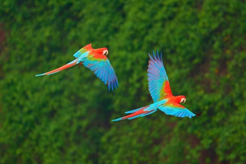 Two red and blue macaws flying leisurely over a dense green forest, Green-winged Macaw, or Dark