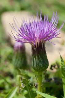 Asteraceae, Cirsium acaule, daisy, stemless thistle, thistle, dwarf thistle, flora, high size,