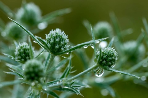 Apiaceae, umbellites, eryngium campestre, field man litter, common fallow thistle, man litter,