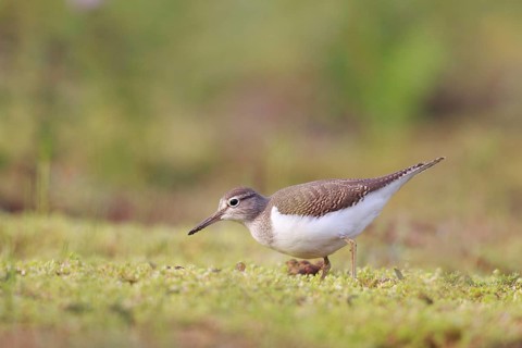 Common Sandpiper (Actitis hypoleucos) foraging, North Rhine-Westphalia, Germany