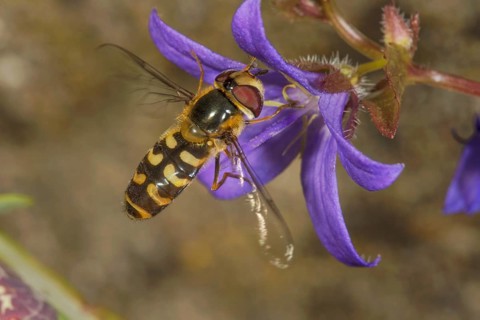 A female early broad-fronted hoverfly (Scaeva selenitica) feeds on a hanging cushion bellflower,