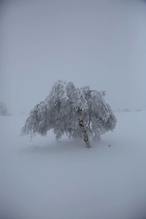 A lonely tree, completely covered with snow, in a foggy, wintry landscape, snowy trees against a