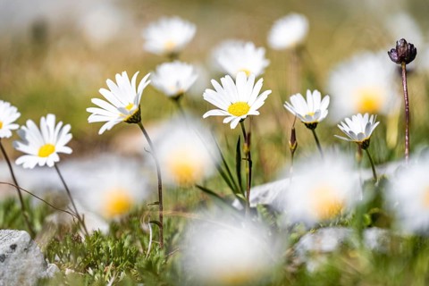 Daisies, Hohe Tauern, Austria