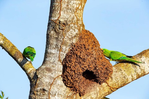 Peach-fronted conure (Aratinga aurea) Pantanal Brazil