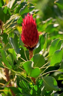 King Protea (Protea cynaroides), flower, flowering, flower, in spring, Kirstenbosch Botanical