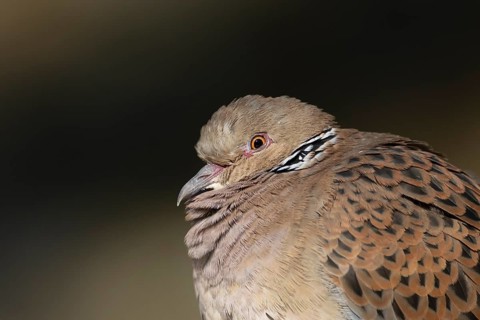 European turtle dove (Streptopelia turtur) adult bird head portrait, England, United Kingdom