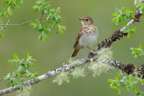 Swainson's Thrush (Catharus ustulatus) perched on a branch in Victoria, BC, Canada