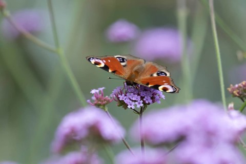Peacock butterfly (Aglais io) adult insect feeding on garden purple Verbena flowers in summer,