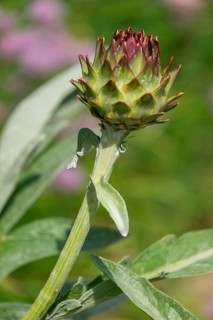 Artichoke (Cynara scolymus, Cynara cardunculus), inflorescence, Münsterland, North