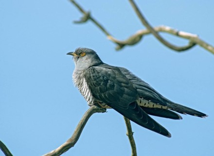 Cuckoo, Cuculus Canorus, Cuckoo, Birds, Leo, Passeri, Songbirds, Birds
