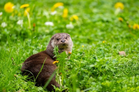 Eurasian otter (Lutra lutra) on a meadow, Bavaria, Germany