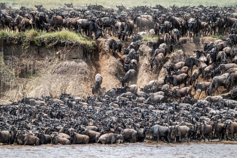 The Great Migration, huge herds of wildebeest (Connochaetes taurinus) just in front of crossing the