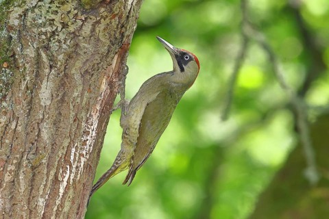 Green Woodpecker (Picus viridis) – a female at her nesting hole in an old oak tree, wildlife,
